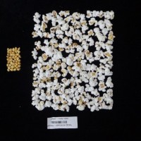 Popped and not popped comparison labeled.jpg