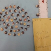 CIMMYTMA 5881 - Reference Inventory.jpg