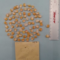 CIMMYTMA 5079 - Reference Inventory.jpg