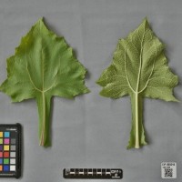 CIP 205018 (leaf).jpg