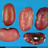G19517 seed.jpg