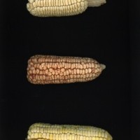 CIMMYTMA 5519 BRAZ 1353 AF22A-0903-89 E1_compress.jpg