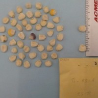 CIMMYTMA 5152 - Reference Inventory.jpg