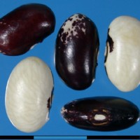 G50019 seed.jpg