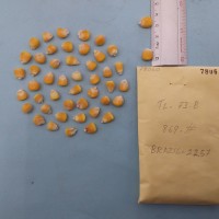 CIMMYTMA 7806 - Reference inventory.jpg