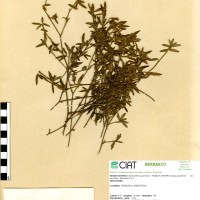 1518 herbarium