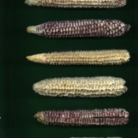 CIMMYTMA 3793 PANA 83 AF18A-0903-74 C.jpg