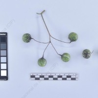 CIP 761055_OCHS 11914_mga_B_2024.jpg