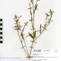 9600 herbarium