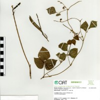 9037 herbarium