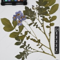 CIP 761723_OCH 13681_05.jpg