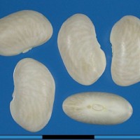 G51221 seed.jpg