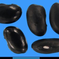 G52564 seed.jpg