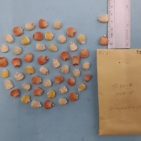 CIMMYTMA 7230 - Reference inventory.jpg