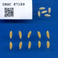 IRGC 87189 Seed Photo