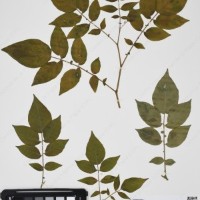 CIP 760257_HHCH 4543_05.jpg