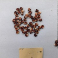 CIMMYTMA 1128 - Reference Inventory.jpg