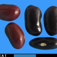 G52043 seed.jpg
