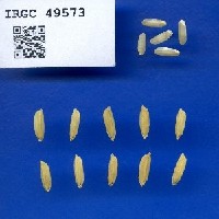IRGC 49573 Seed Photo