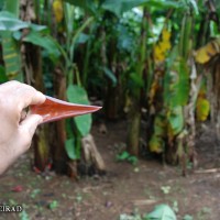 6.5.2 - Bract apex shape