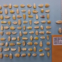 CIMMYTMA 16506 - Reference Inventory.jpg