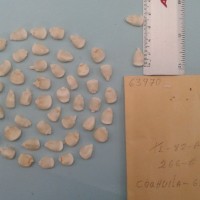 CIMMYTMA 6397 - Reference Inventory.jpg