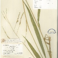IRGC 100181 Herbarium