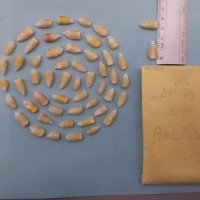 CIMMYTMA 7590 - Reference inventory.jpg