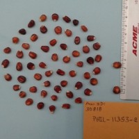 CIMMYTMA 30818 - Reference Inventory.jpg