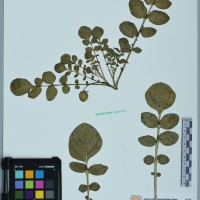 200044_HHA 6571 CIP 760448.JPG