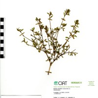 169 herbarium