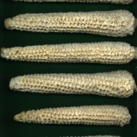 CIMMYTMA 27421 CHIS 835 TC19U-2903-27 C0 _Ready.jpg