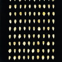 CIMMYTMA 26926 TLAX 427 BA23U-2903-42 K.jpg