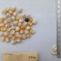 CIMMYTMA 1784 - Reference Inventory.jpg