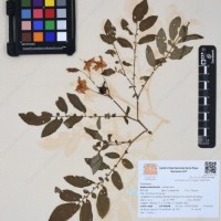 CIP 760236_HHCH 4422_01.jpg