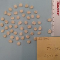 CIMMYTMA 5234 - Reference Inventory.jpg