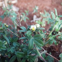 Stylosanthes fruticosa 2032 flower (2).JPG