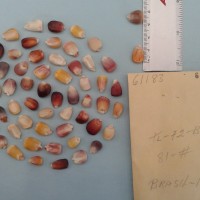 CIMMYTMA 6118 - Reference Inventory.jpg