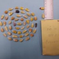 CIMMYTMA 7686 - Reference inventory.jpg