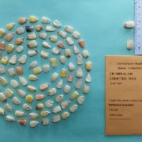 CIMMYTMA 18438.jpg