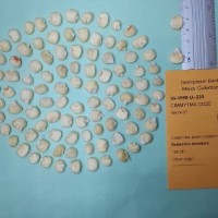 CIMMYTMA 23225.jpg