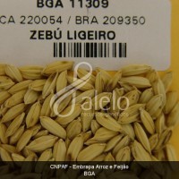 BRA00008644-7.JPG