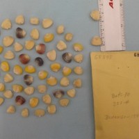 CIMMYTMA 6884 - Reference Inventory.jpg