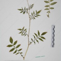 CIP 761164_OCHS 11007_16.jpg