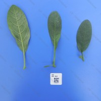 CIP 760224 Leaf