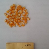 CIMMYTMA 4923 - Reference Inventory.jpg