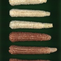 CIMMYTMA 26860 GUAN 452 BA22U-2903-80 C.jpg