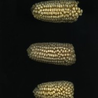 CIMMYTMA 1384 MEXI 102 TC24U-2903-85 E1.jpg