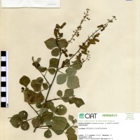 19996 herbarium