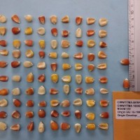 CIMMYTMA 16282 - Reference Inventory.jpg